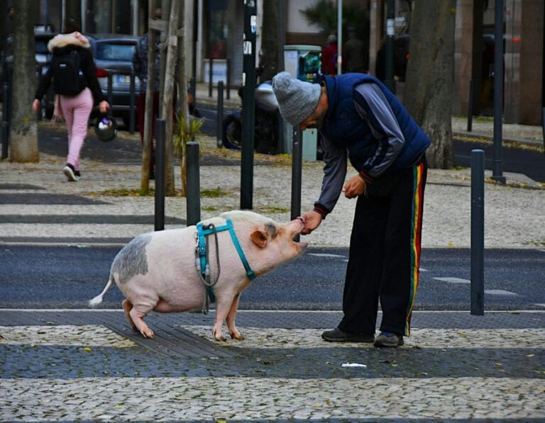 10 Reasons Why Pigs Are Pets Not Food
