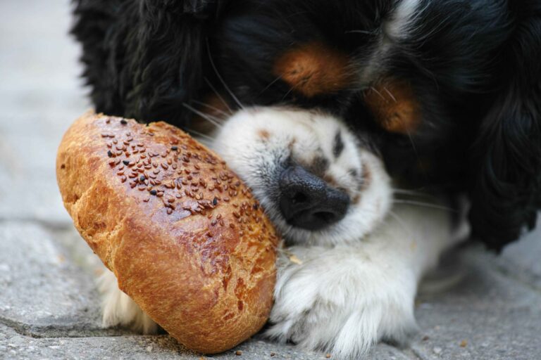 10 Common Items That Are Poisonous to Dogs