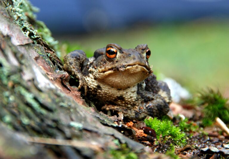 8 Unexpected Animals That May Threaten Your Cat